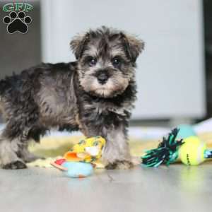 Clementine, Miniature Schnauzer Puppy